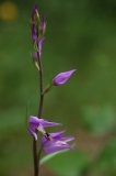 Orchideje - klenoty ČR